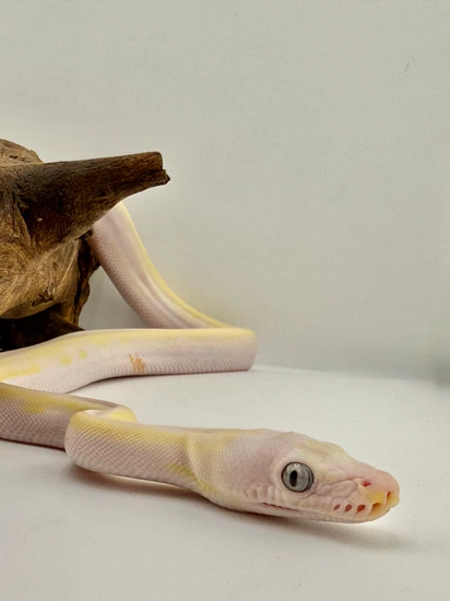 Cow Mutation Reticulated Python Cow 100% Het Albino Reticulated Python by Titan Retics