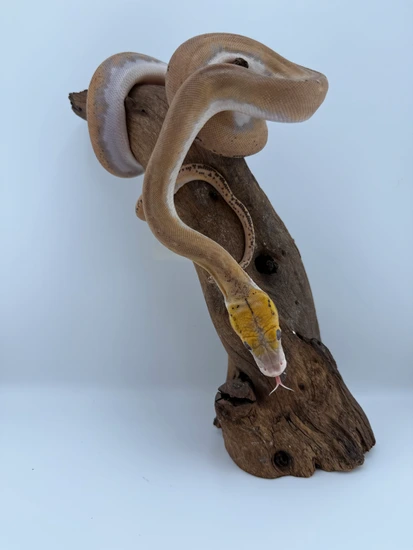 Mochino Pied Reticulated Python by Titan Retics