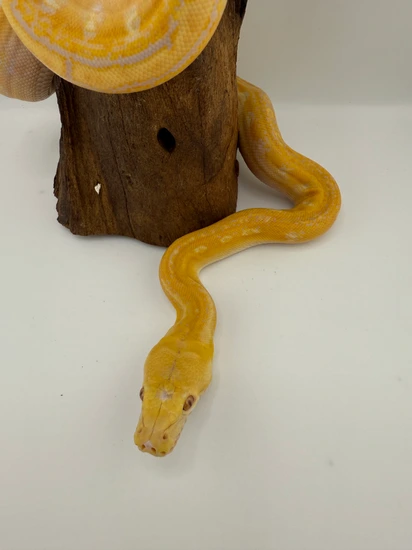 Lavender Phantom Motley 100% Het Hypo Reticulated Python by Titan Retics