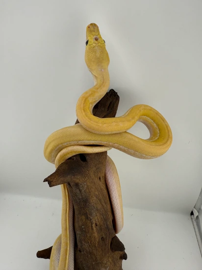 Ultra Ivory Hypo Reticulated Python by Titan Retics