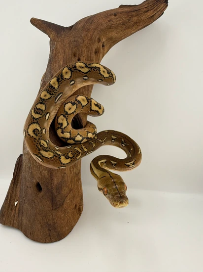 Phantom Het Albino Reticulated Python by Titan Retics