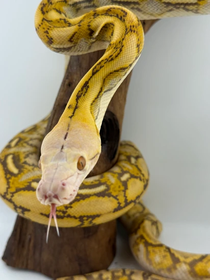 Mochino Tiger Het Anthrax Reticulated Python by Titan Retics