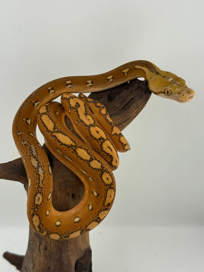 Orange Ghost Stripe Het Albino Reticulated Python by Titan Retics