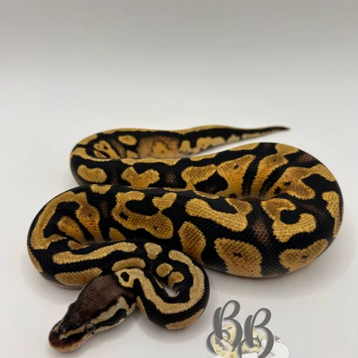 Pastel Yellow Belly