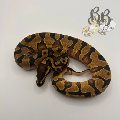 Enchi Yellow Belly Het Hypo Het Desert Ghost