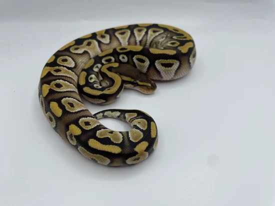 Mojave Ball Python by TJK Morphs