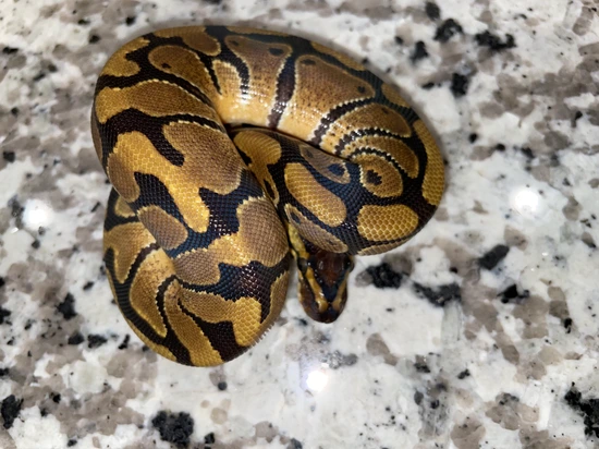 Enchi Het Clown Ball Python by TJK Morphs