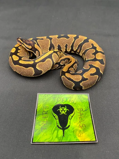 Krg Ball Python KRG Het Pied (Pos YB) Ball Python by Tyler’s Toxic Balls