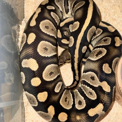 Chocolate Het Clown 50% Het Hypo