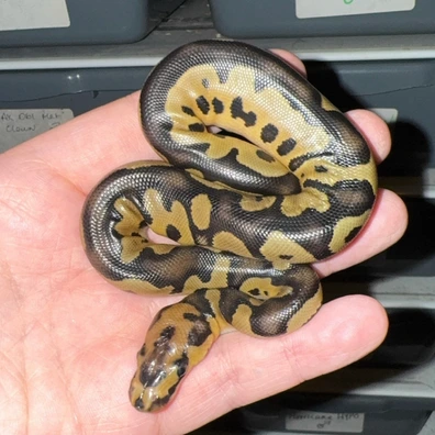 Clown Dbl Het DG VPI Axanthic