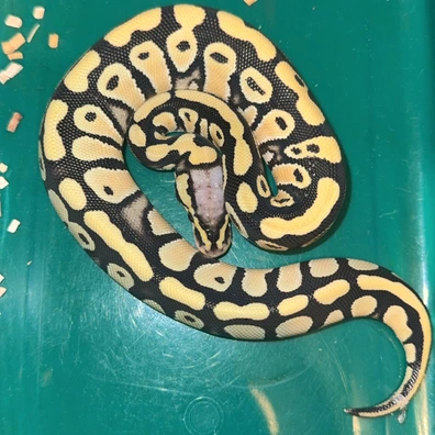 OD Pastel DG Dbl Het VPI Axanthic Clown Or Cryptic
