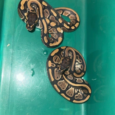 1.1 Dbl Het VPI Axanthic Clown Or Cryptic 66% Het DG 50% Het Pied