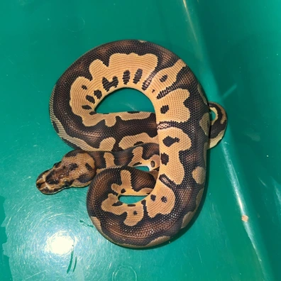 Clown 100% Dbl Het DG VPI Axanthic