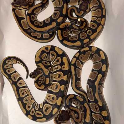 1.3 VPI DG Clown Pied Group Ball Python - unknown for sale from TMilnerReptiles
