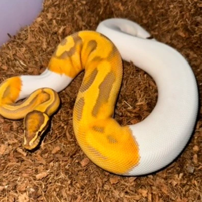 Ultramel Pied 1100g Ball Python - female for sale from TMilnerReptiles