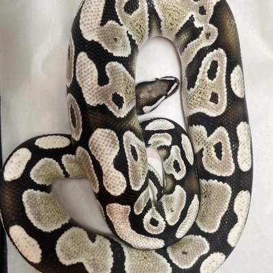 DG VPI Axanthic PROVEN BREEDER Ball Python - male for sale from TMilnerReptiles