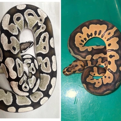 VPI DG + Clown Dh VPI DG Ball Python - unknown for sale from TMilnerReptiles