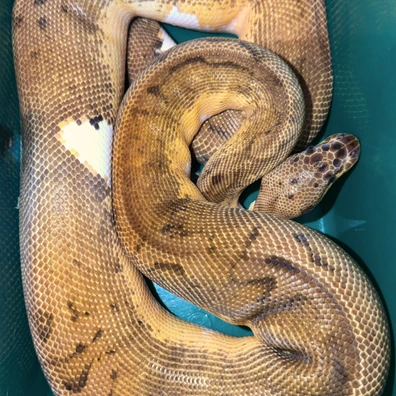 Pastel Clown Pied 1350g Ball Python - female for sale from TMilnerReptiles