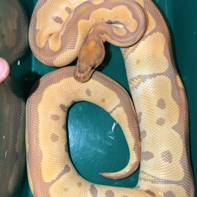Ultramel Clown 820g Ball Python - male for sale from TMilnerReptiles