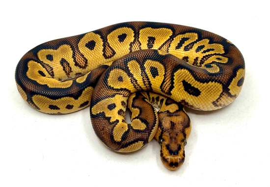 Yellow Belly Clown 100% Het Ultramel Pos Red Stripe Ball Python by Tom ...