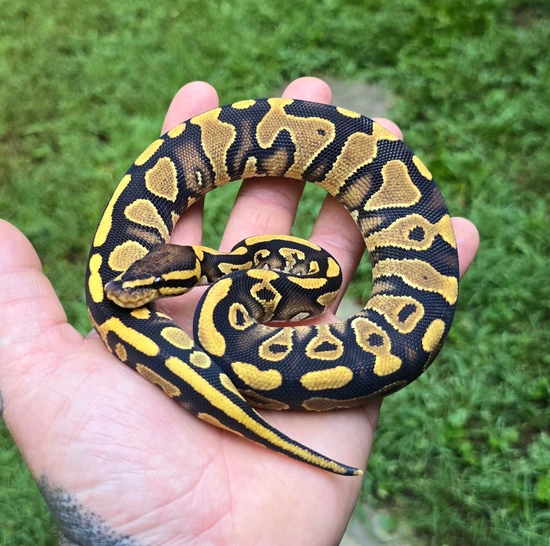 Yellow Belly Triple Het Hypo Genetic Stripe Clown Ball Python by Cold ...
