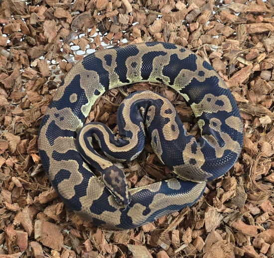 Acid Het Hypo Ball Python by Cold Blooded Scalywags