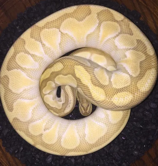 Enchi Lesser Orange Ghost Ball Python by Tom's Snakes