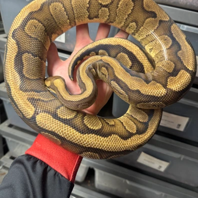 Redstripe Yellowbelly Het Desert Ghost Ball Python - female for sale from Woolfie Royals
