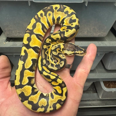 Pastel Puzzle Ball Python - male for sale from Woolfie Royals