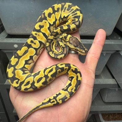 Pastel Puzzle Het Desert Ghost Ball Python - male for sale from Woolfie Royals