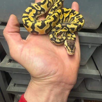 Pastel Puzzle Het DG (2) Ball Python - male for sale from Woolfie Royals