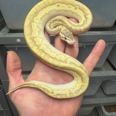 Pastel Lesser Puzzle Het Desert Ghost Ball Python - male for sale from Woolfie Royals