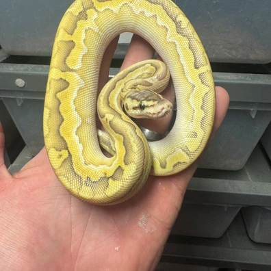 Pastel Lesser Puzzle Het Desert Ghost Ball Python - female for sale from Woolfie Royals