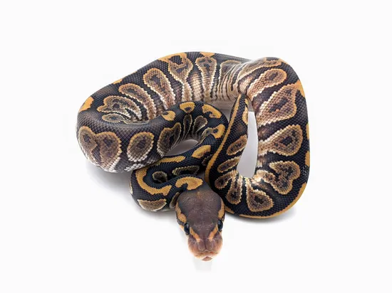 Huffen Ball Python Huffman Chocolate Hypo Het Tristripe Ball Python by Python Perfection Inc