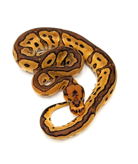 Red Stripe Yellow Belly Clown Ball Python by Python Perfection Inc