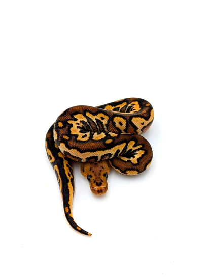 Black Pastel Special Yellow Belly Red Stripe Clown Ball Python by ...