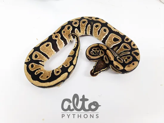 Arroyo Het Clown Ball Python by Alto Pythons