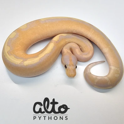 Super Wookie Banana Enchi