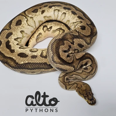 ODYB GHI Clown Ball Python - female for sale from Alto Pythons