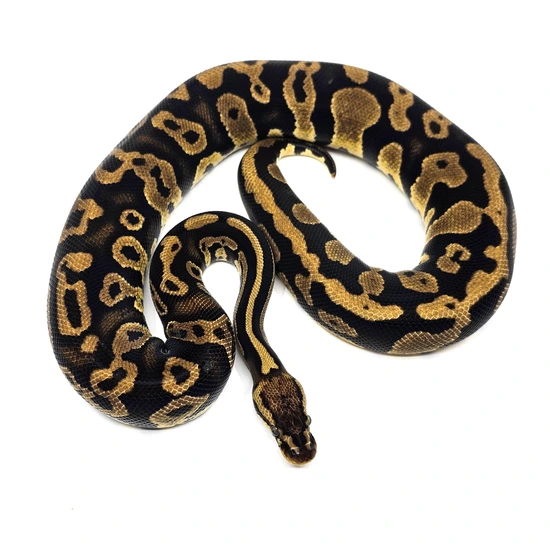 Pastel Acid Ball Python by Christopher Metro Reptiles