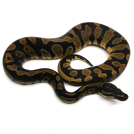 Acid Ball Python by Christopher Metro Reptiles