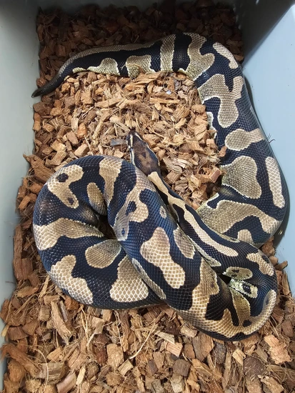 Acid Ball Python by Christopher Metro Reptiles