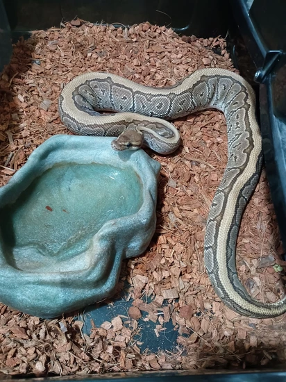 Jigsaw Male Ball Python by Tor’s reptiles