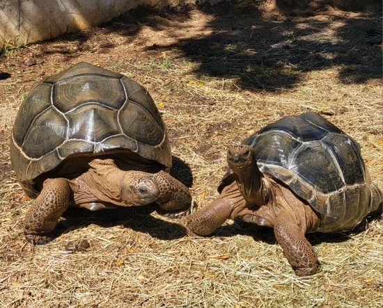 Large "pair" Aldabra Tortoises , Free Delivery