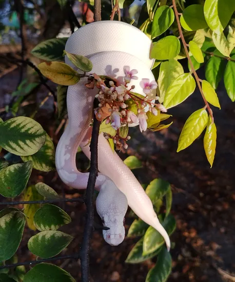 Snow Python Care Unknown Soldier (Snow) Ball Python by Young Reptile Company