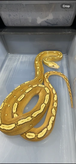 Orange Ghost Stripe Sunfire Het Purple Reticulated Python by TKconstrictors