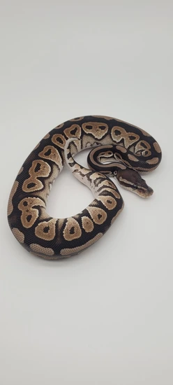 Cinnamon Lace Het D-stripe Ball Python by Blind Mice Reptiles