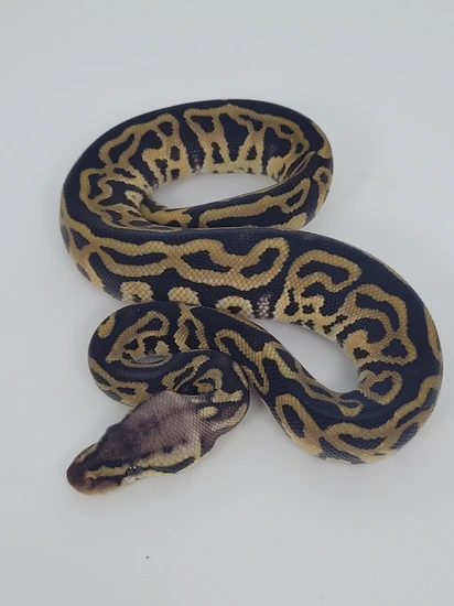 Pastel Leopard Spotnose Het Clown Ball Python by Blind Mice Reptiles