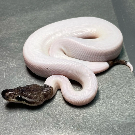 Pewter Pied (Pos. Enchi/Pin) Ball Python by Trademark Exotics