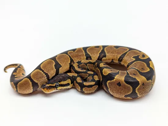 Yellow Belly Ball Python by Royal Obsession
